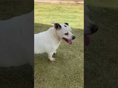 MJ, an adoptable Bulldog & Chihuahua Mix in Chicago, IL_image-1