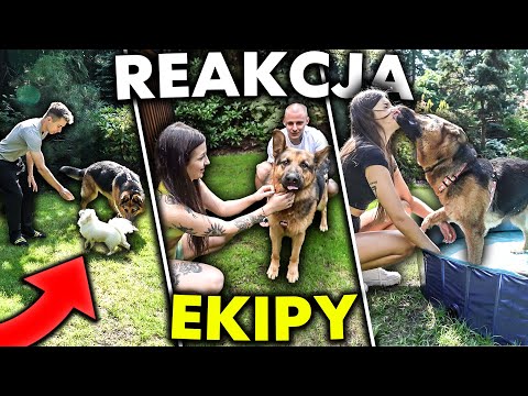 MÓJ PIES W DOMU EKIPY!