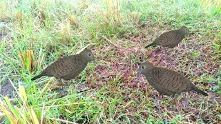 Download lagu jebak burung perkutut liar mp3