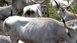 Mini footage - Grazing buffalos (Kápolnapuszta, Hungary)