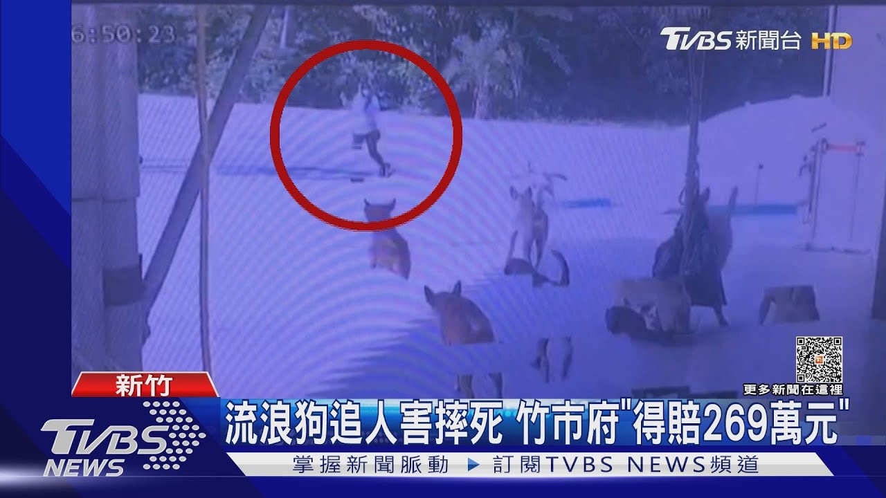 流浪狗追人害摔死 竹市府「得賠269萬元」