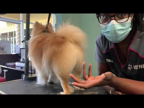 How to Groom a Pomeranian: An Easy-to-Follow Guide