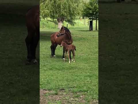 Ninja de l'Elan (Watch me Hoy et Vimala de Ponthual (Lux Z))