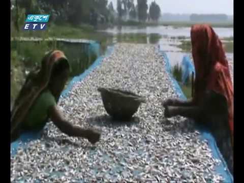 চলনবিল অঞ্চলে শুটকির চাতালগুলোতে এখন ব্যাস্ততার যেন শেষ নেই