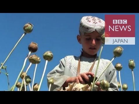 ケシの実 植物