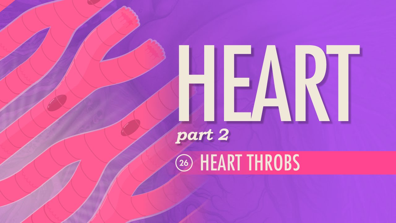 The Heart, Part 2 - Heart Throbs: Crash Course Anatomy & Physiology #26
