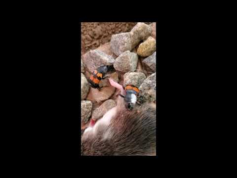 Nicrophorus investigator stridulation