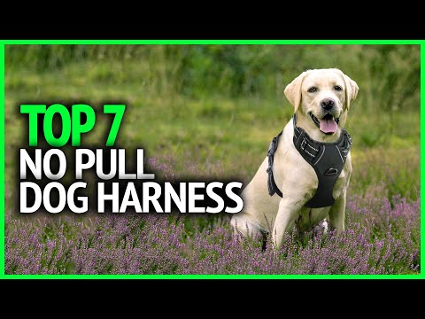 Best No Pull Dog Harness 2023 | Top 7 No Pull Dog...