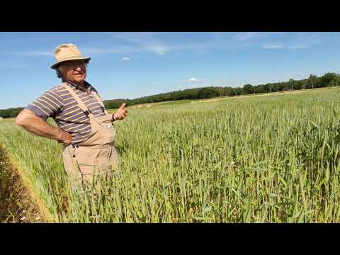 Die Getreideschule: Ertragsprüfung & Backqualität