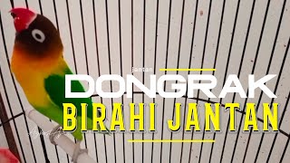 Download lagu DONGKRAK BIRAHI JANTAN ‼️ PROSES PENGGACORAN NGEJAR DOBELAN mp3