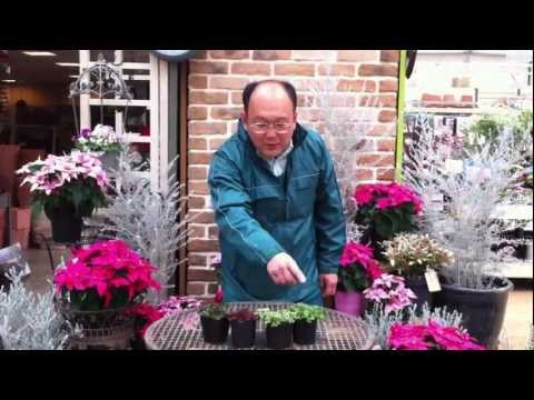 園芸 鉢植えで育てる偽クローバー