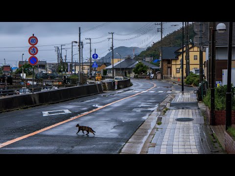 Rainy Walk and Meeting Cats in Old Fishing Village | Yura, Japan 4K Rain Ambience