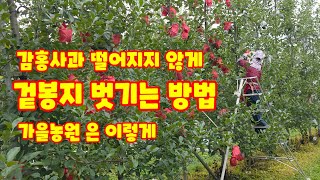 감홍사과  겉봉지 이렇게 해야 사과 떨어지지 않는다 