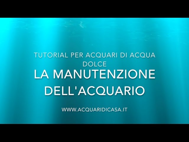 Manutenzione per acquario, cambio dell'acqua, potatura, pulizia dei vetri