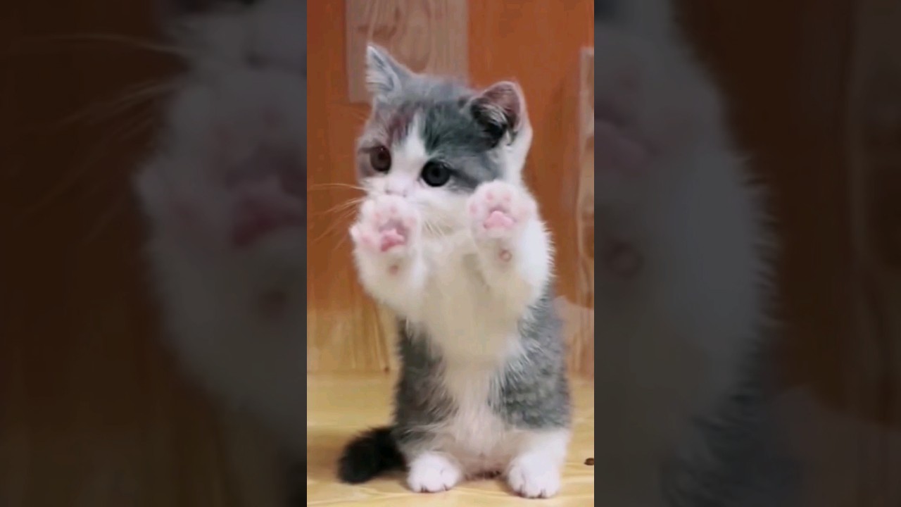 cute little kitten | baby cat | meow meow #cat #babycat #kitten
