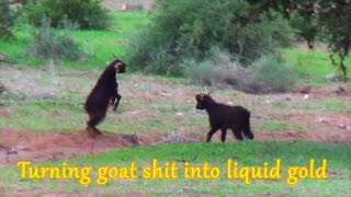 preview picture of video 'Turning goat shit into liquid gold'
