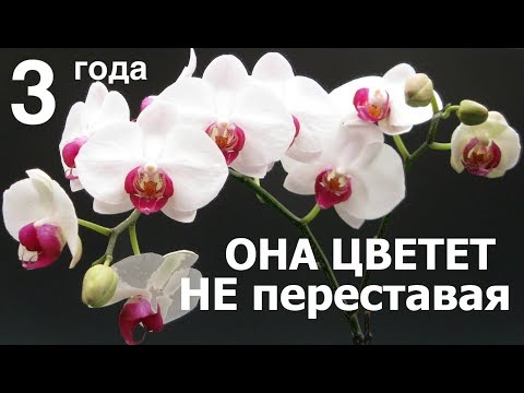 ОРХИДЕЯ цветет ТРИ года ПОДРЯД, это фаленопсис Ред Лип (Phalaenopsis Red Lip) Video