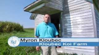 Koi Fish For Sale - Koi Fish - Kloubec Koi Farm Intro (Video 1)