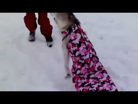 Mesha, the double rear leg amputee dog, in her snowsock