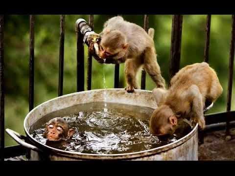 MONKEY KING HATES TECHIES! - DotA 2 Funny Moments