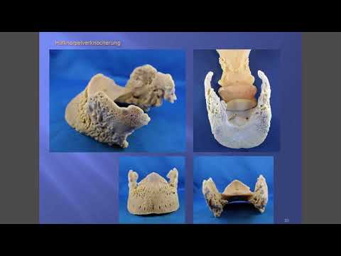 Vortrag 10. DHG Huftagung: Astrid Arnold - Anatomische Funktionseinheiten des Pferdehufes