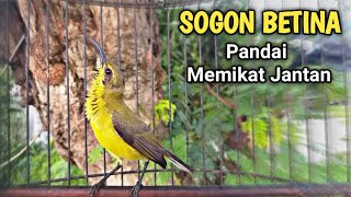 Download lagu SOGON BETINA PIKAT AMPUH PANDAI MEMIKAT SOGON JANT... mp3