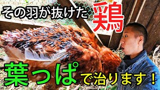 鶏が仲間の羽を食べるのは繊維不足！実践的な抜けた羽の治し方【自然卵養鶏法】
