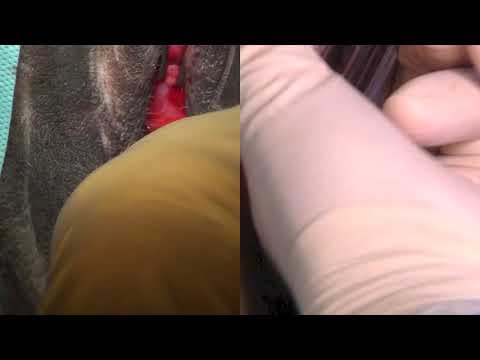 download lagu mp3 mp4 Sheep Pussy, download lagu Sheep Pussy gratis, unduh video klip Download Sheep Pussy Mp3 dan Mp4 Popular Gratis