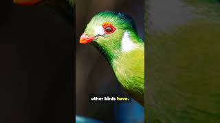 Turacos  Nature's Hidden Gem