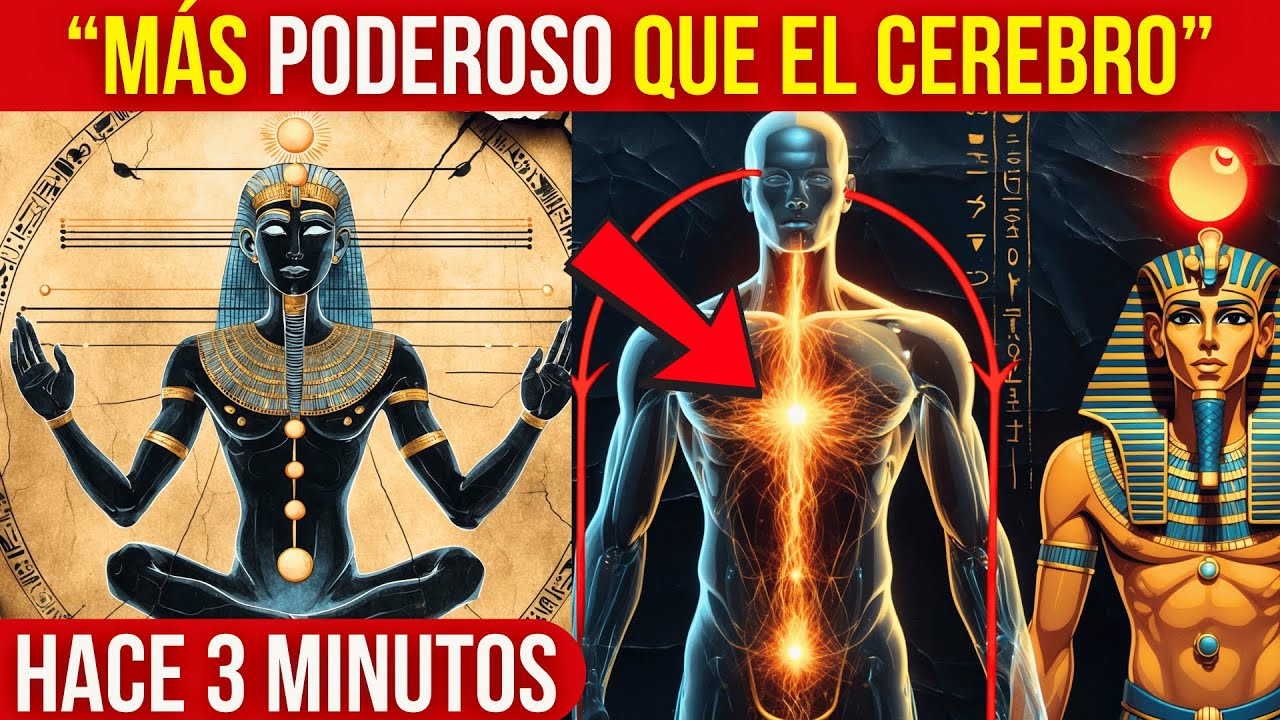 EL ÓRGANO OCULTO que CONTROLA TU ENERGÍA – NADIE TE HABLÓ DE ÉL