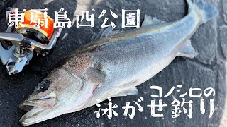 【東扇島西公園】コノシロパターン開幕!泳がせ釣りで74cmのシーバスが釣れる