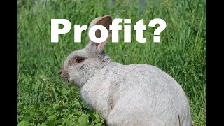 Is Raising Meat Rabbits Profitable?