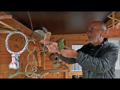 My Aviary part 8, Mijn Volière, Taming the Bourke's parakeets in 4 days