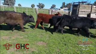 18 Terneros de 215 kg - Grupo de Hacienda Cooperativo - Plaza Ganadera