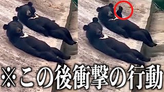 【神回】ツッコミどころ満載な動物おもしろ動画見ようぜwwwwww②【ハプニング集】【犬】【猫】