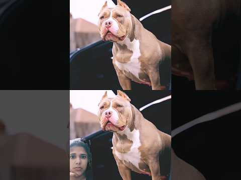 Most dengrious pitbul#americanbully #dogbreed