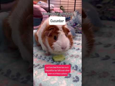 Feeding your guinea pig cucumber