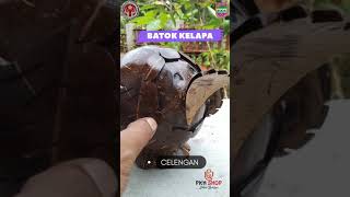 Download lagu KERAJINAN BATOK KELAPA mp3 Download lagu KERAJINAN BATOK KELAPA mp3