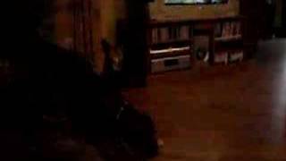 Jessie the Boxer/Kangaroo