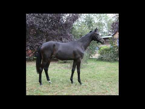 Oldenburger Stute von Revolution / Hohenstein / Donnerhall September 2019