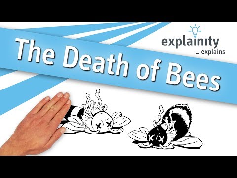 Death of bees – explained simply