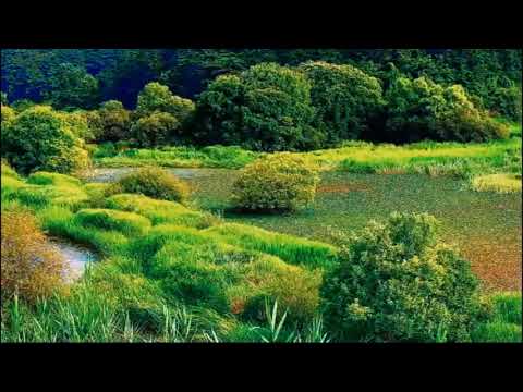 Feelings / Morris Albert  1975년발표