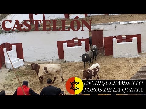 Rencoroso, el toro indultado en Burgos ya está en el campo en Sevilla donde será un semental
