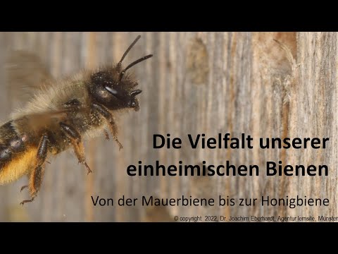 , title : 'Die Vielfalt unserer einheimischen Bienen.'