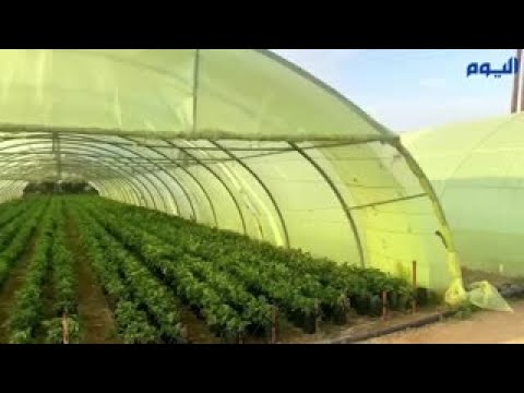 لم يستسلم للبطالة.. قصة مهندس كهرباء أصبح من أكبر منتجي الفراولة بالمملكة