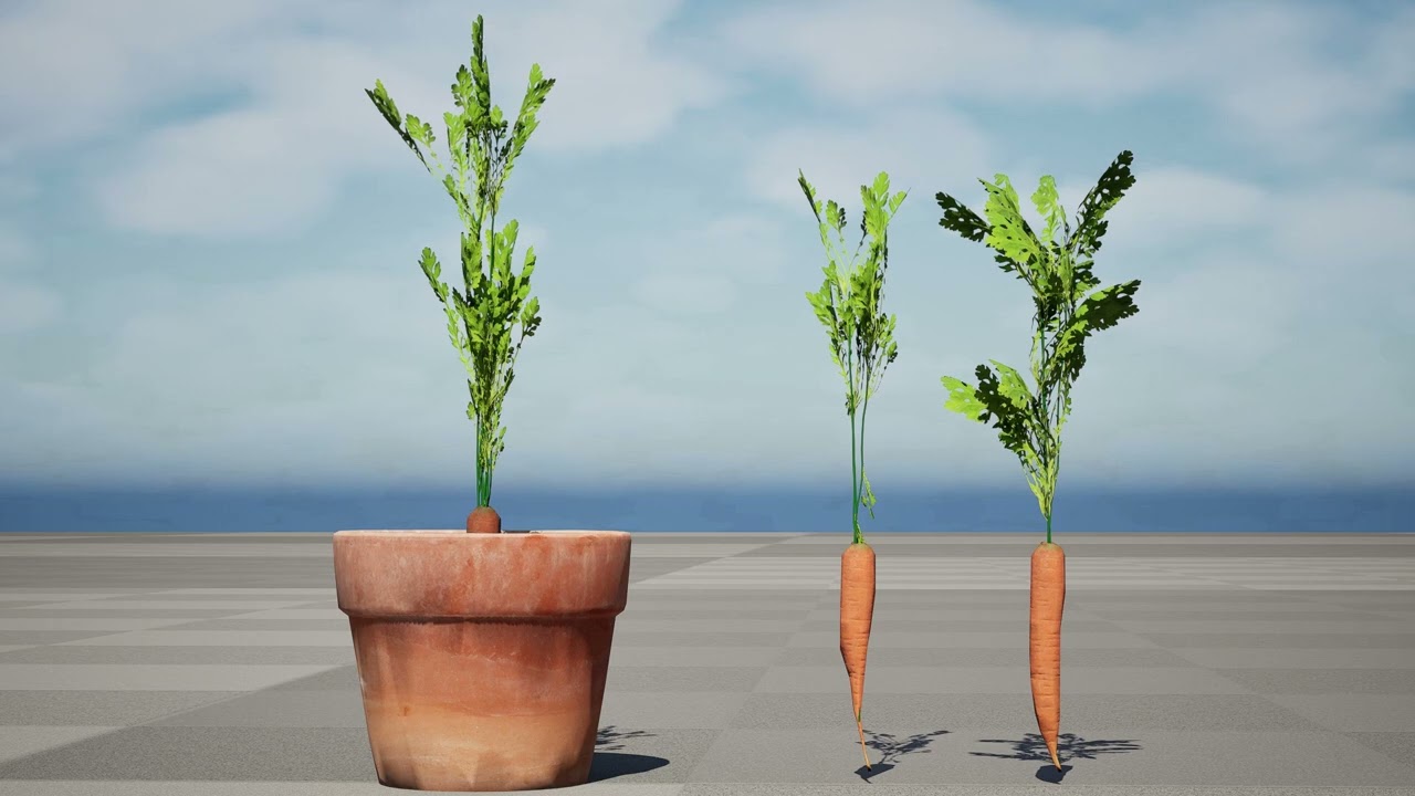 3D Carrot Plant 3D Model