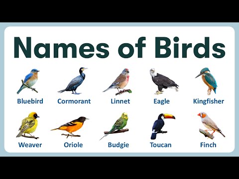 Birds Names in English | Learn 100 Most Common Birds Names with Pronunciation & Picture