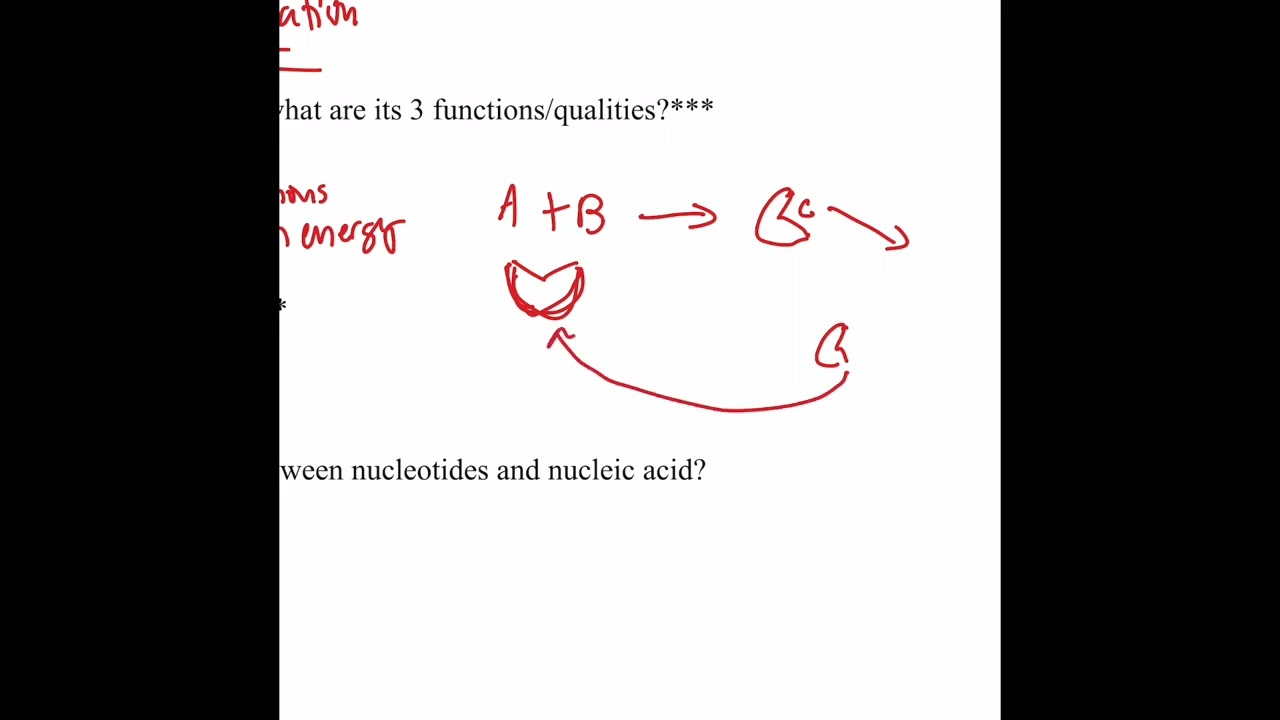 Genetics Worksheet #1 (BIO-2313)