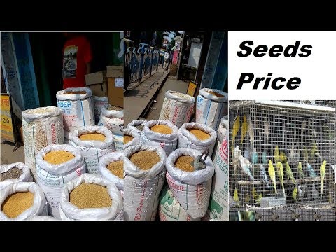 All kind of Seeds Price List