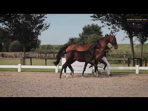 Padisjah (v. Lord Europe)